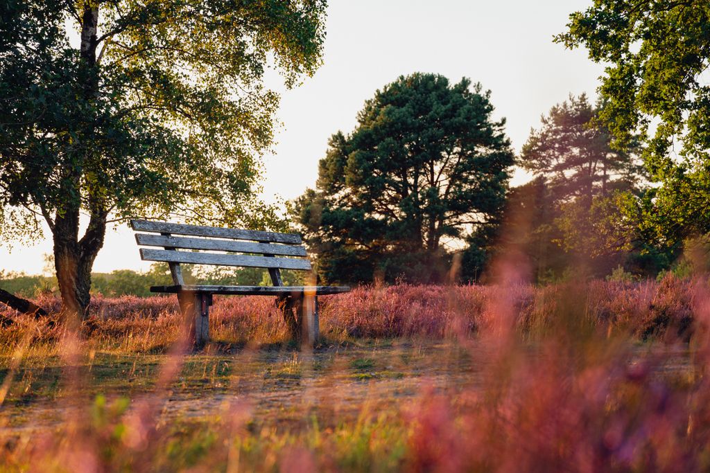 Beautiful view of a bench in Lüneburg Heath surrounded by trees and colorful vegetation.